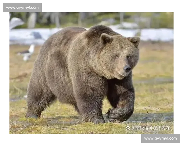 荒野王者之争狼群智慧对决巨熊力量终极生存博弈真相揭秘自然法则